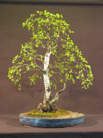 Bonsai_2009