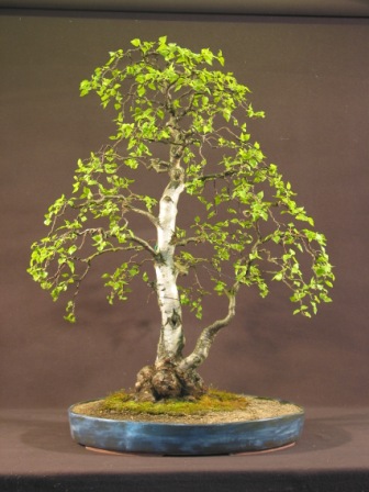 Bonsai_2009